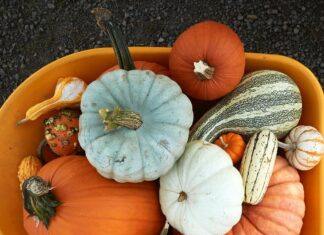 Уважні подарунки на День подяки: вираз вдячності з наміром