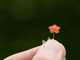 Більш ніж медитація: 10 практичних способів впровадити свідомість у повсякденне життя