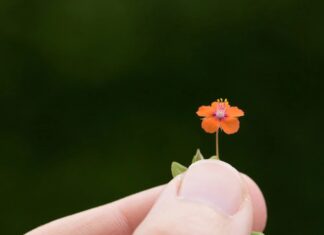 Більш ніж медитація: 10 практичних способів впровадити свідомість у повсякденне життя