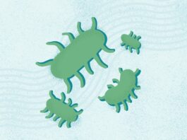 Сальмонельоз: Розуміння Інфекції, Симптомів та Профілактики