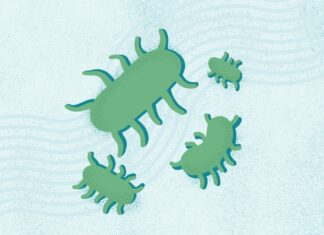 Salmonella: Compreendendo infecções, sintomas e prevenção