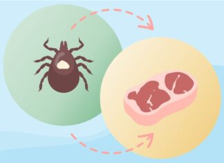 Alpha-Gal Syndrome: A Rising, Often Missed Allergy Linked to Tick Bites