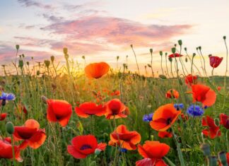 The Summer Solstice: A Guide to Meaning, History, and Mindful Celebration